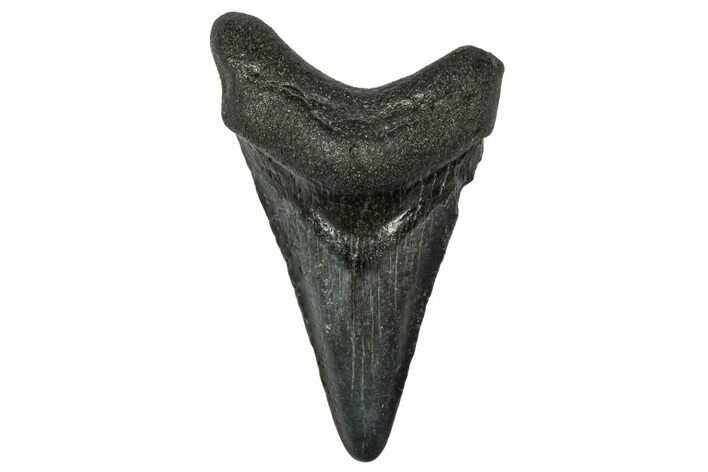 Juvenile Megalodon Tooth - South Carolina #340554